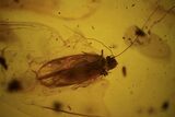 Fossil Booklouse (Psocoptera) In Baltic Amber #109500-1